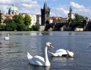 Swans and the Karluv Most
