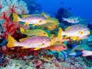 Underwater Landscape with Sweetlips