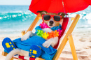 Jack Russell Terrier on Vacation