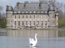 Swan Lake, Castle of Beloeil, Belgium